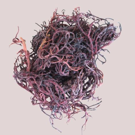 The Science Behind Sea Moss